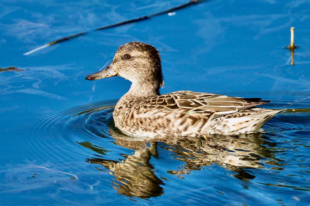 _V6A5429 by Tom Wilberding is licensed under CC BY-NC-ND 2.0.